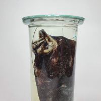 Zeldzame op alcohol geconserveerde diepzee Kroyer's Hengelvis